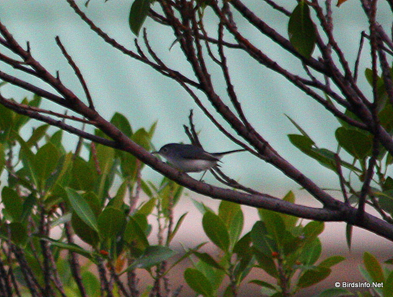 Blue-gray Gnatcatcher